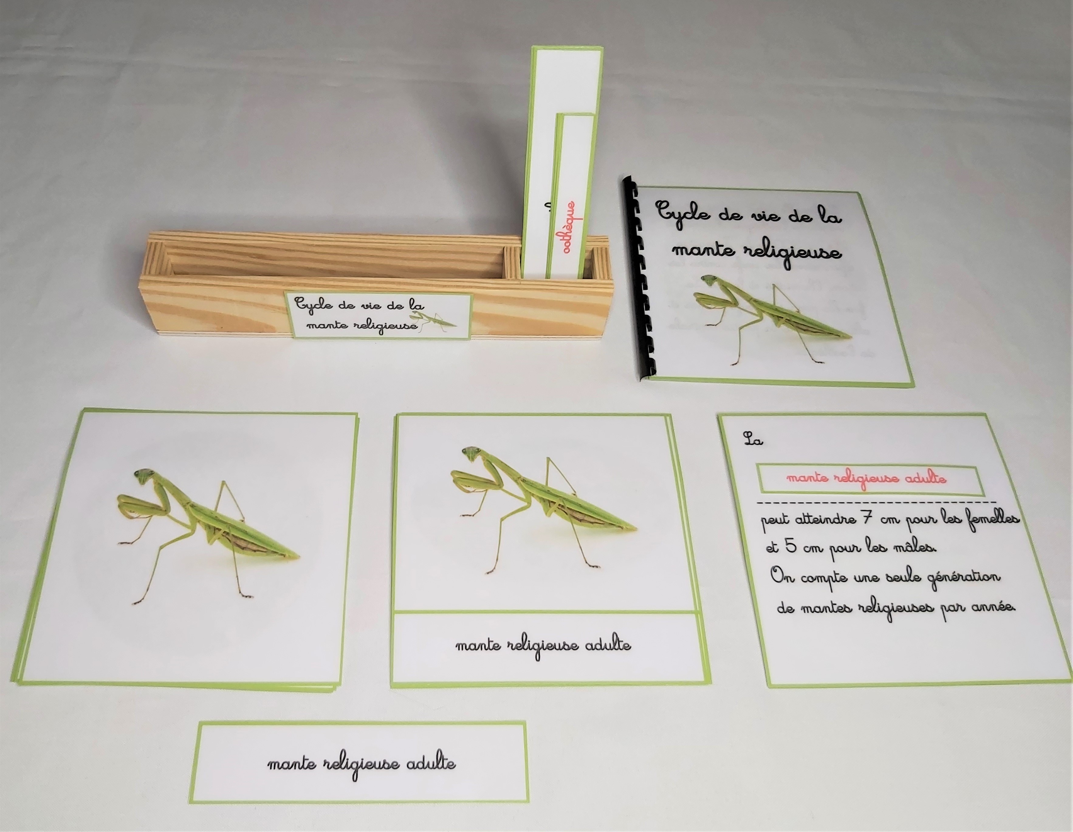 Nomenclature du cycle de vie de la mante religieuse